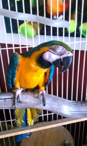 parrot